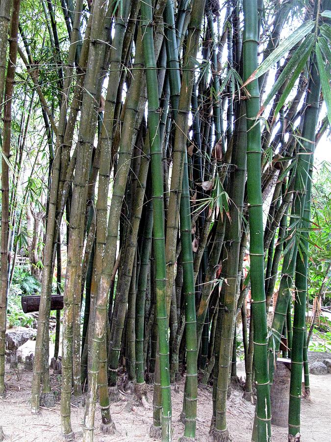 Giant Bamboo Photograph By Martine Murphy - Fine Art America