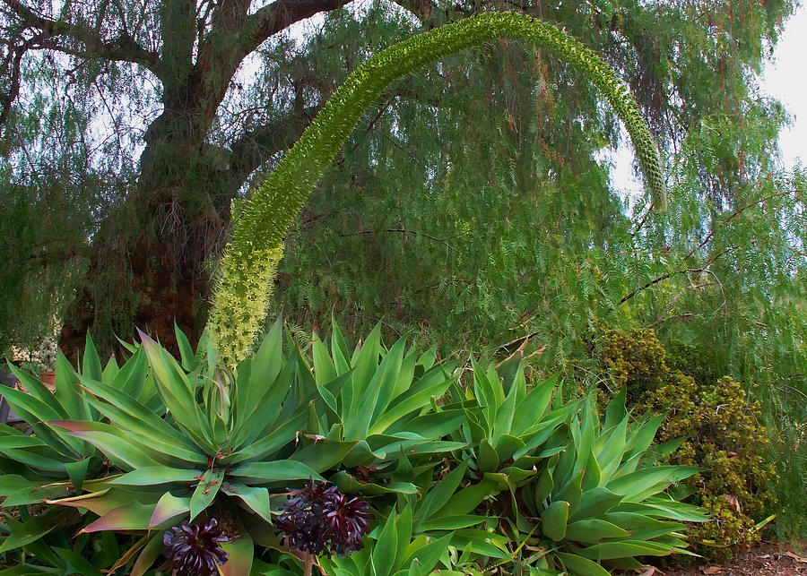 Giant Bloom of Agave attenuata Photograph by Ram Vasudev