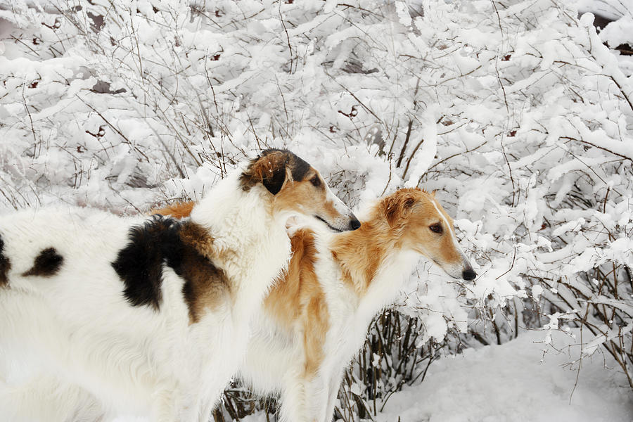 Dog Photograph - giant Borzoi hounds in winter by Christian Lagereek