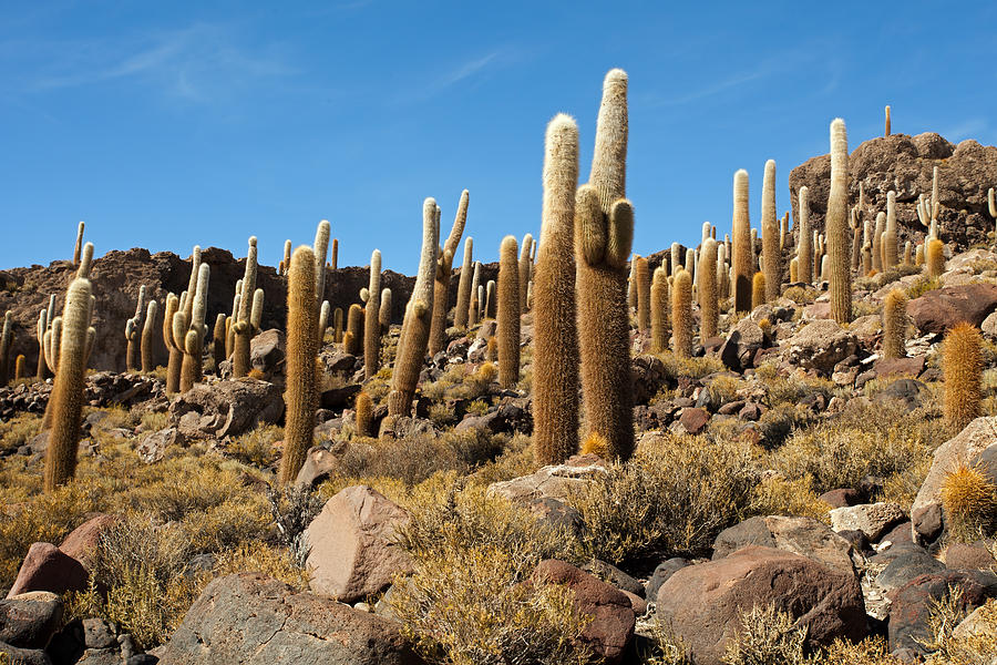 Giant Cacti on Incahuasi Island Photograph by Aivar Mikko