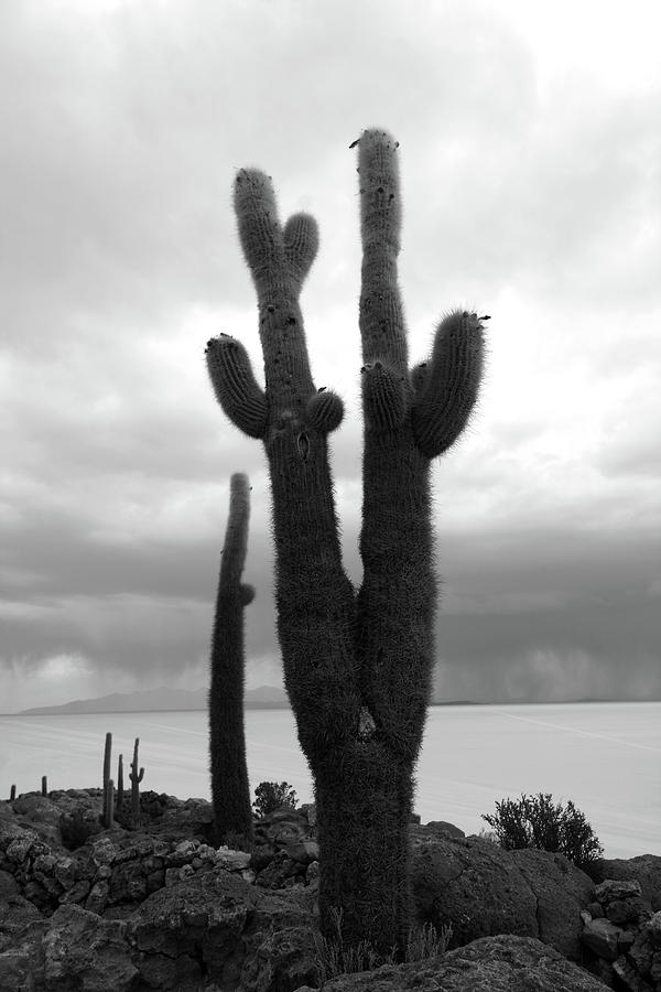 Giant Cactus On Isla Incahuasi, Bolivia  Photograph by Aidan Moran