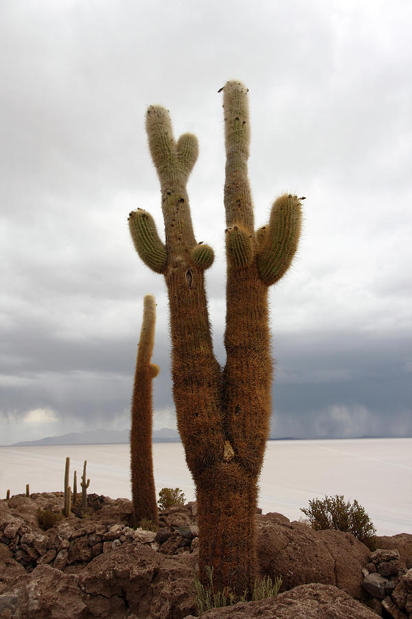 Giant Cacti On Isla Incahuasi Photograph by Aidan Moran