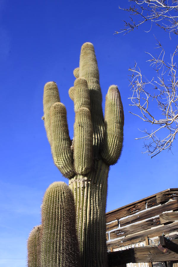 Giant Cactus in Joshua Tree  Photograph by Karen Ruhl