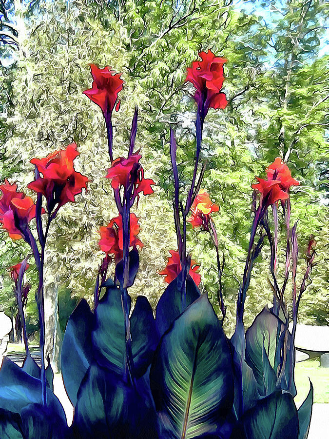 Giant Cannas Photograph by Leslie Montgomery