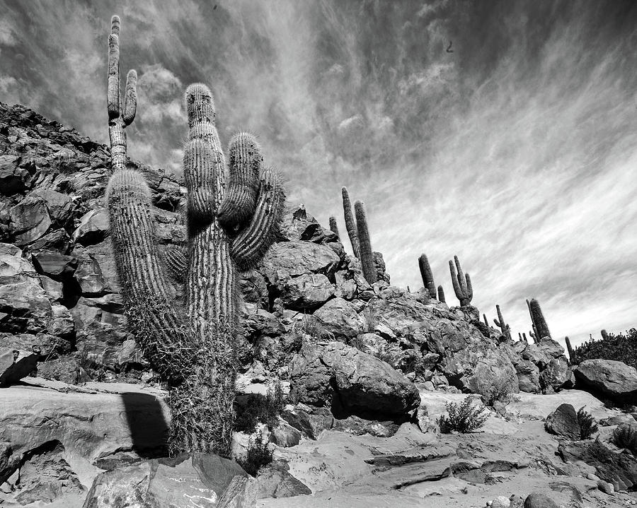 Giant Cardon Cactus Photograph by Stephen Dennstedt