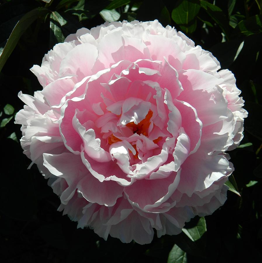 Giant Carnation Photograph by Gallery Of Hope 