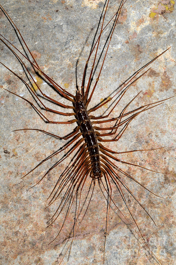 Giant Cave Centipede Photograph by Fletcher & Baylis