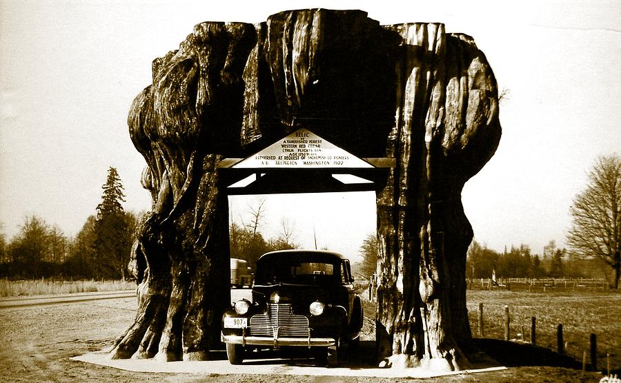 Tree Photograph - Giant Cedar Stump by Randi Seaman