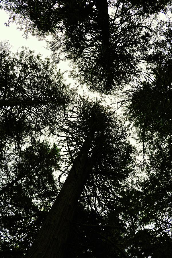 Giant Cedar Tree Tops On A Cloudy Day Photograph