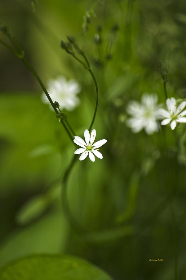 Chickweed Wildflower Photograph by Christina Rollo