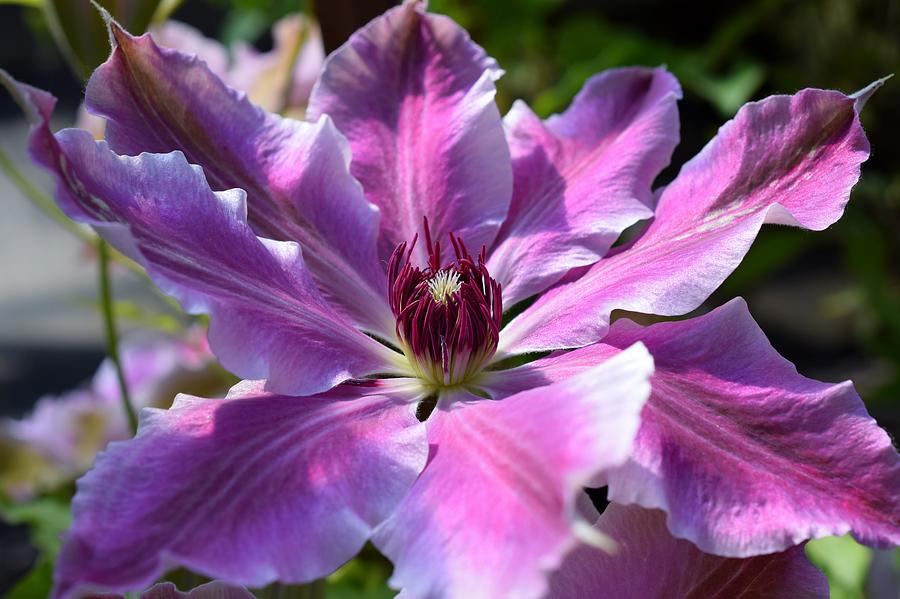 Giant Clematis Photograph by Jimmy Chuck Smith