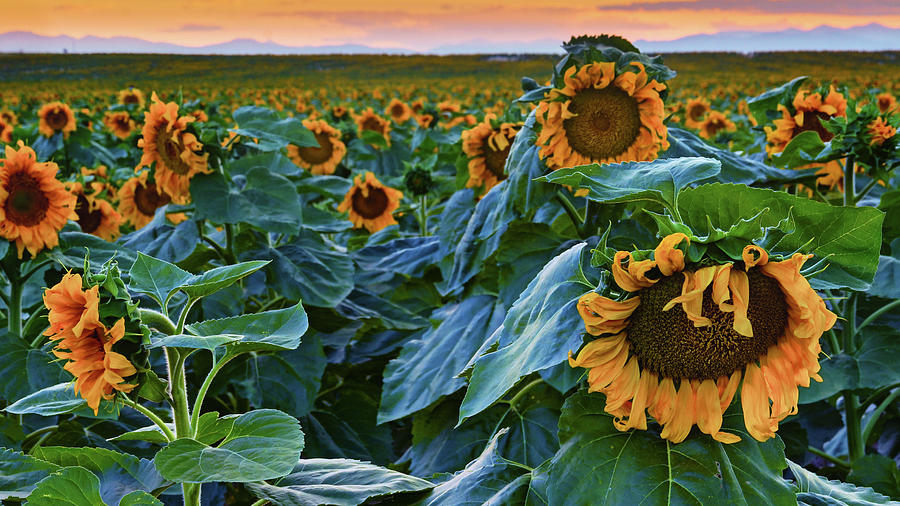 Giant Colorado Sunflowers At Sunset Photograph by John De Bord