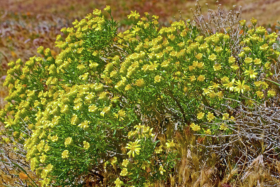 Giant Coreopsis in Antelope Valley CA Poppy Reserve, California ...