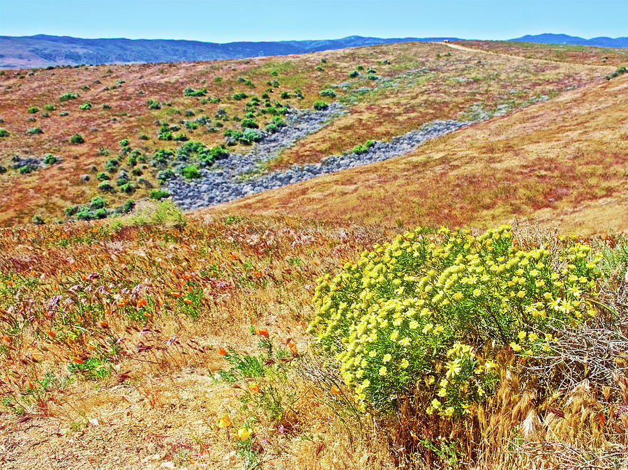 Giant Coreopsis on Landsape of Antelope Valley CA Poppy Reserve  Photograph by Ruth Hager