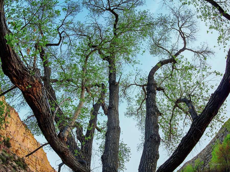 Giant Cottonwood Photograph by Leland D Howard