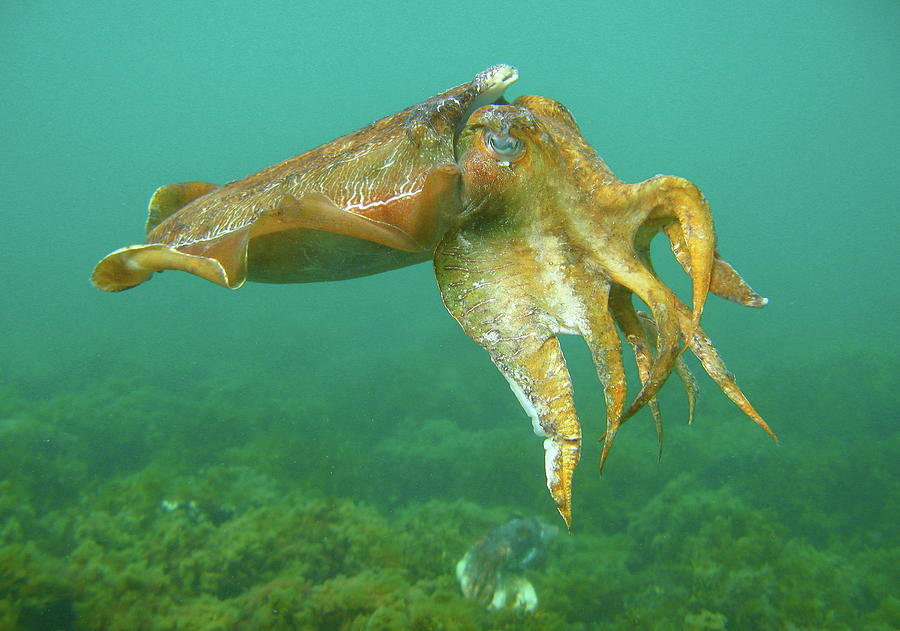Giant Cuttlefish Photograph by Bruce J Robinson