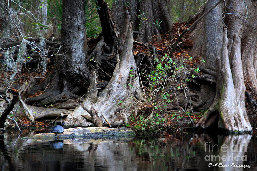 Giant Cypress Knees Photograph