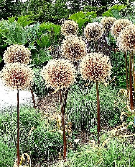 19+ Giant Dandelion Looking Plant