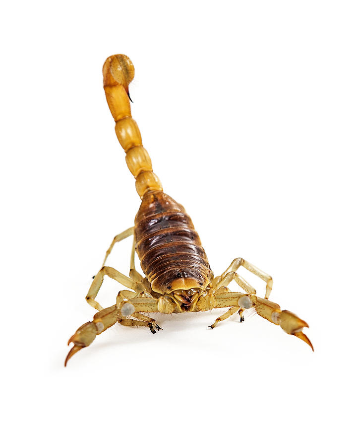 Giant Desert Hairy Scorpion Looking Into Camera Photograph