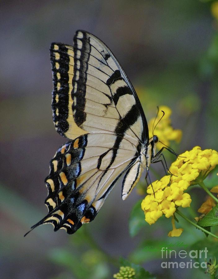 Giant Eastern Swallowtail Photograph by Dodie Ulery