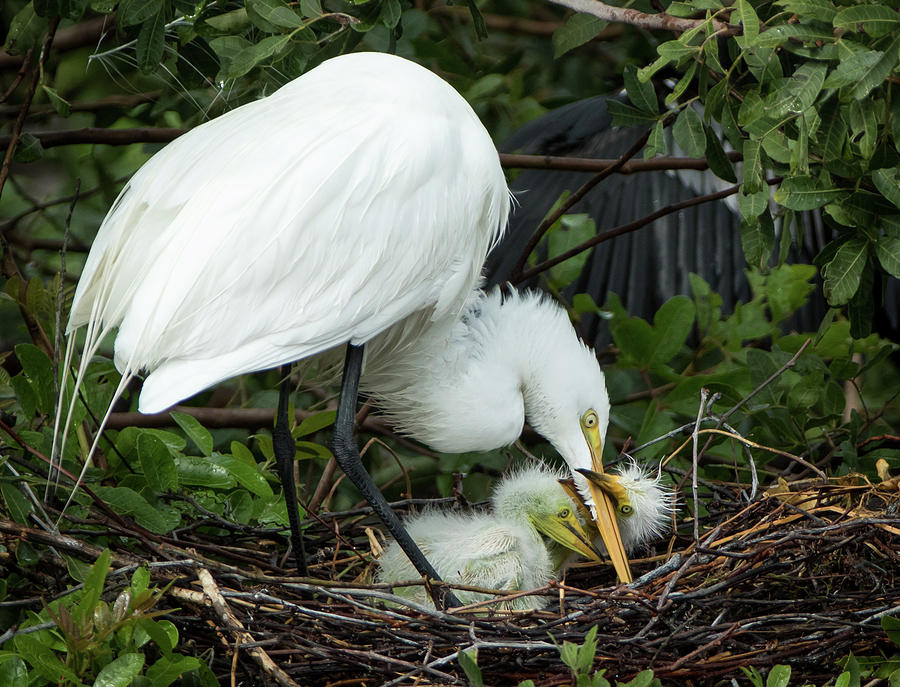 Giant Egret and Chicks Photograph by Steven Upton
