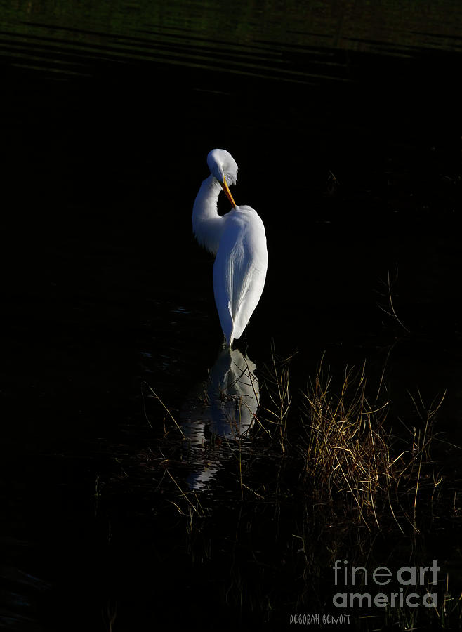 Egret Photograph - Giant Egret Evening Light Reflections by Deborah Benoit