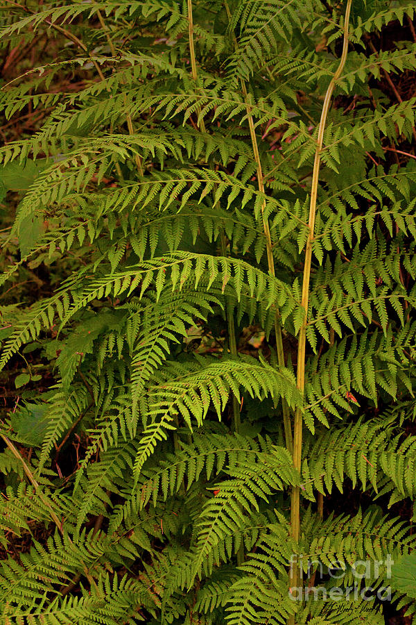 Giant Fern-Signed-#4468 Photograph by J L Woody Wooden