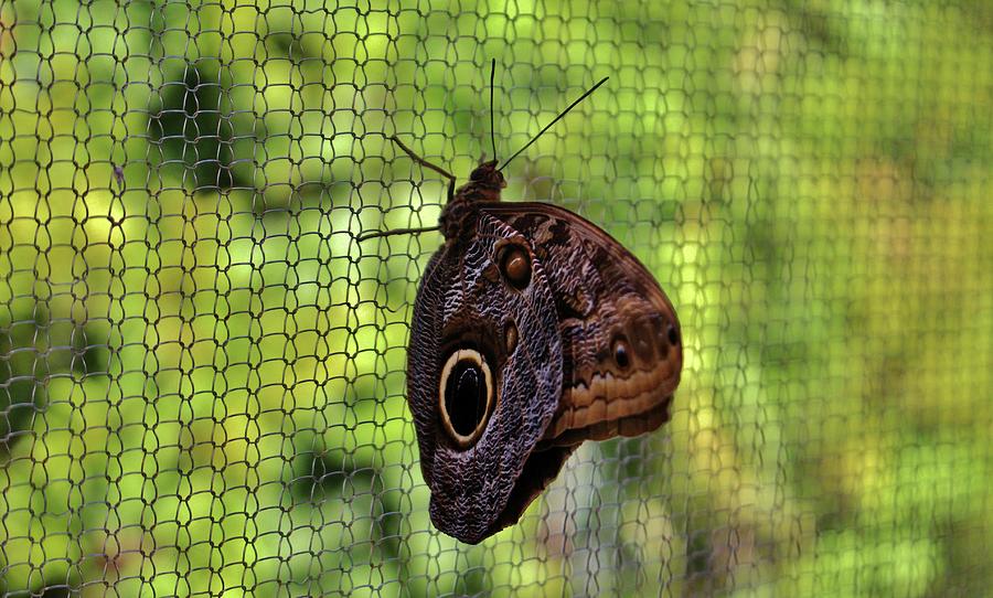 Owl Butterfly Photograph by Cynthia Guinn