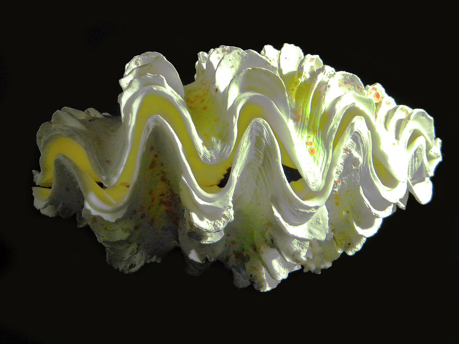 Giant Frilled Clam Seashell Tridacna squamosa Photograph by Frank Wilson