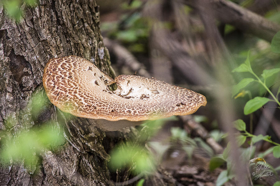 Giant Fungus Photograph by Chita Hunter