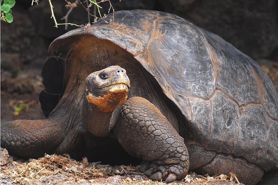 Giant Galapagos Tortoise Photograph by Alan Lenk