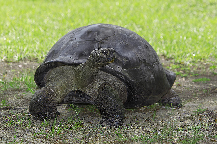 Giant Galapagos Tortoise Photograph by Gerard Lacz