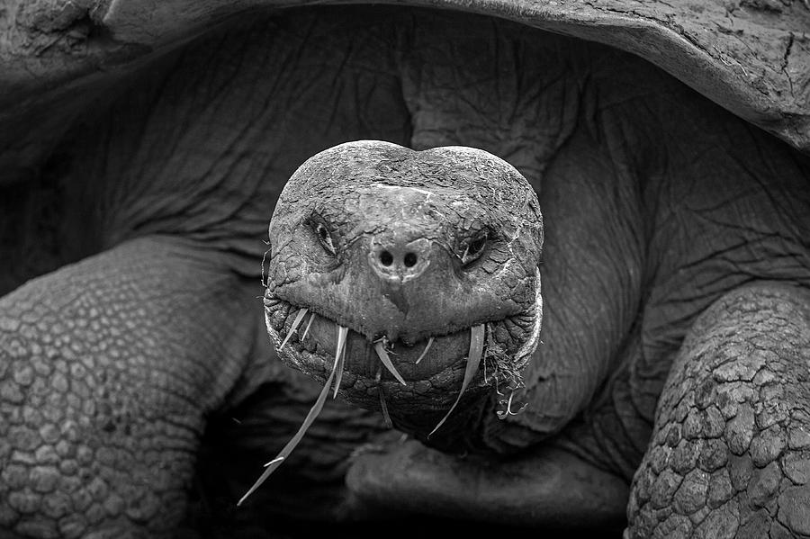 Giant Galapagos Tortoise Photograph by Stephen Dennstedt