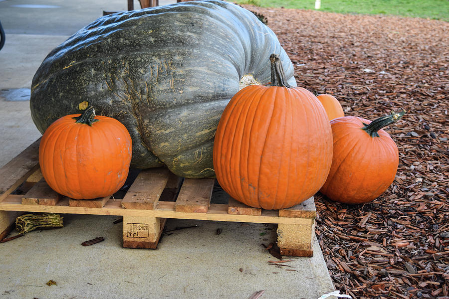 Giant Giant Gray Pumpkin and Siblings Photograph by Tom Cochran
