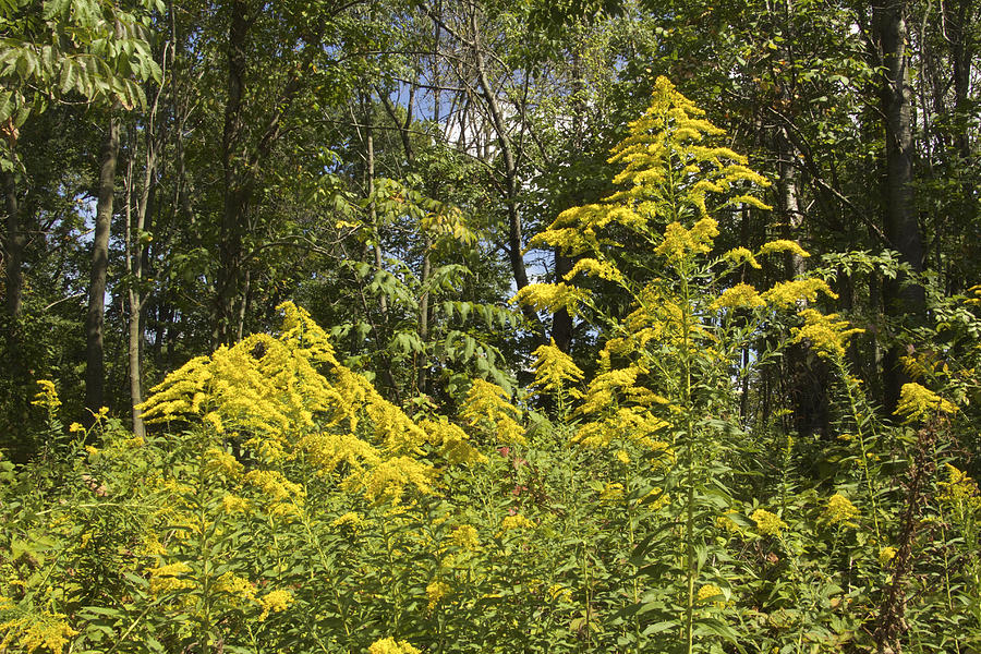Giant Goldenrod Wildflower - Solidago gigantea Photograph by Carol Senske