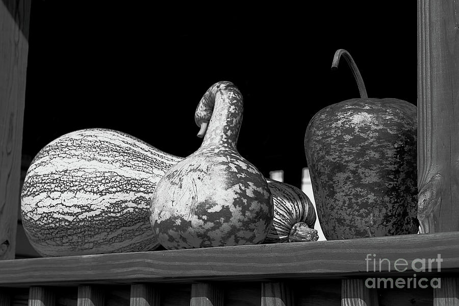 Giant Gourds In Black And White Photograph by Smilin Eyes Treasures