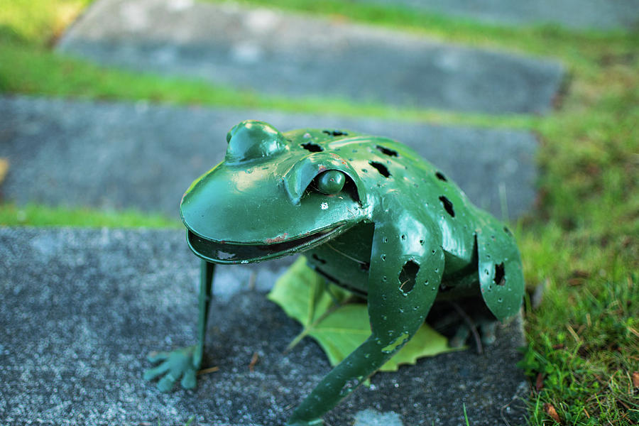 Giant Green Garden Frog Photograph by Tom Cochran
