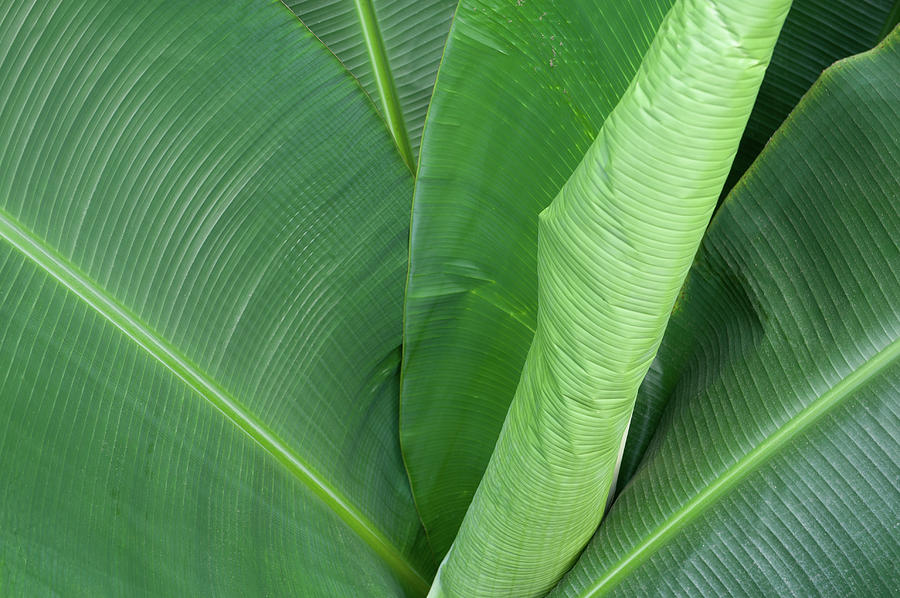 Giant Green Palm Photograph by Helen Jackson