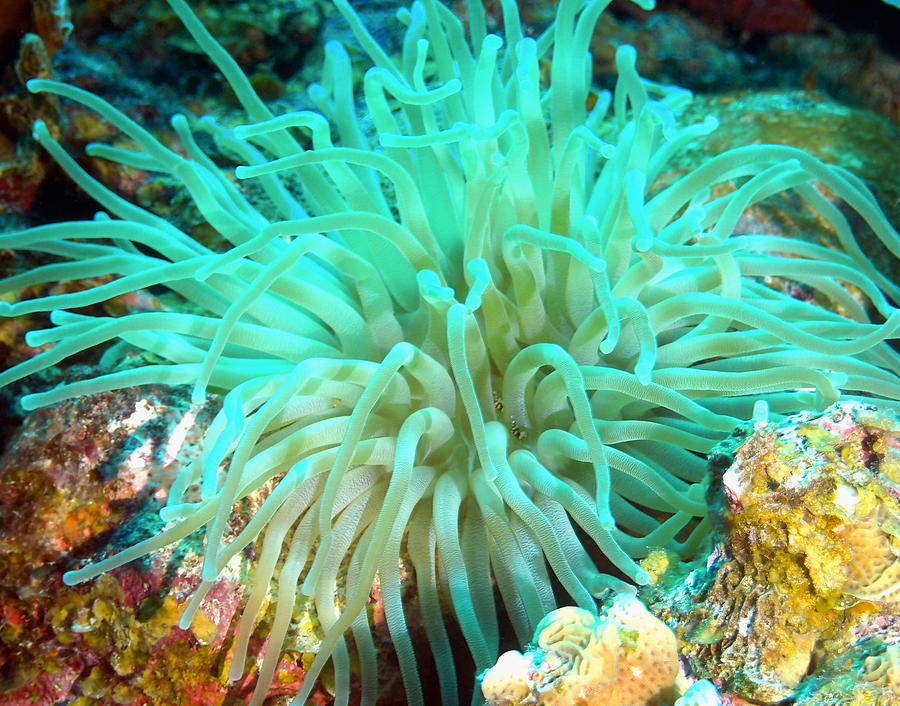 Giant Green Sea Anemone Photograph