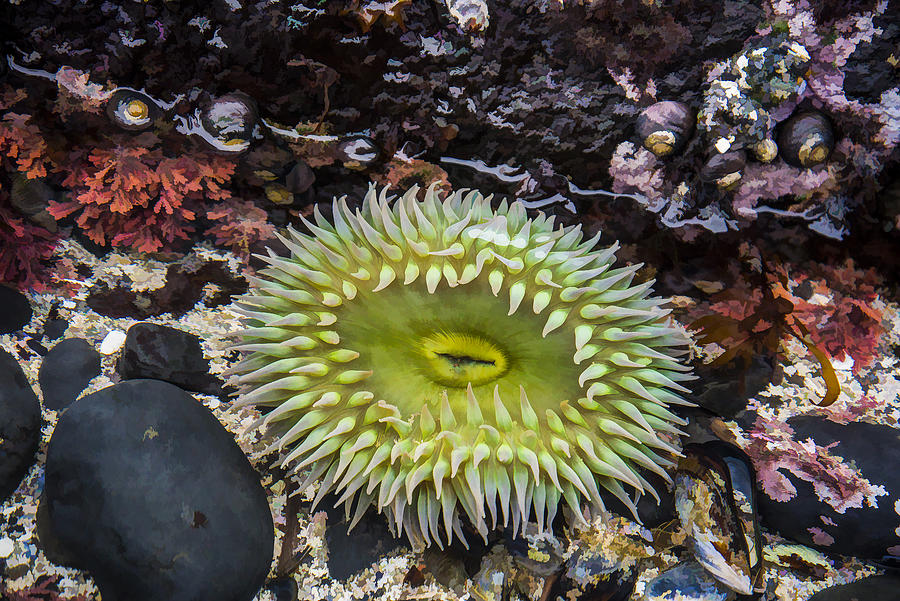Giant Green Sea Anemone Photograph by Robert Potts