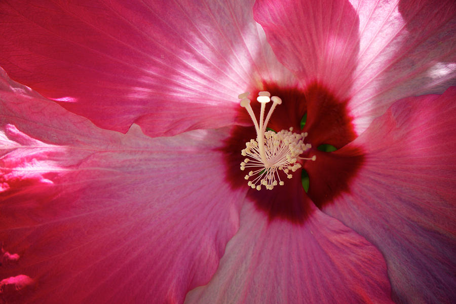 Giant Hibiscus Photograph by Mary Lee Dereske