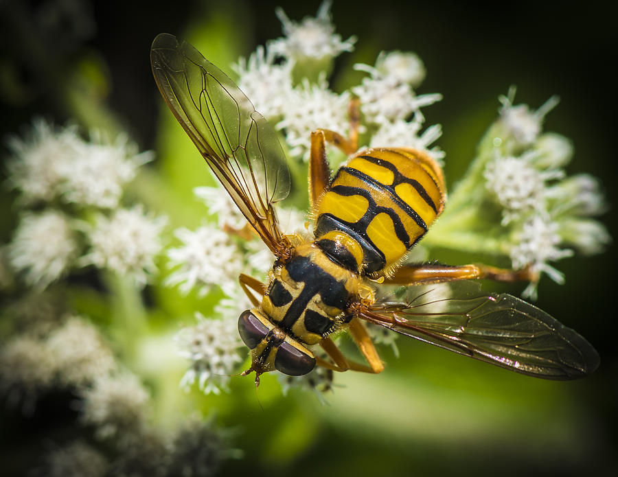 Giant Hoverfly Photograph by Jim Call - Fine Art America