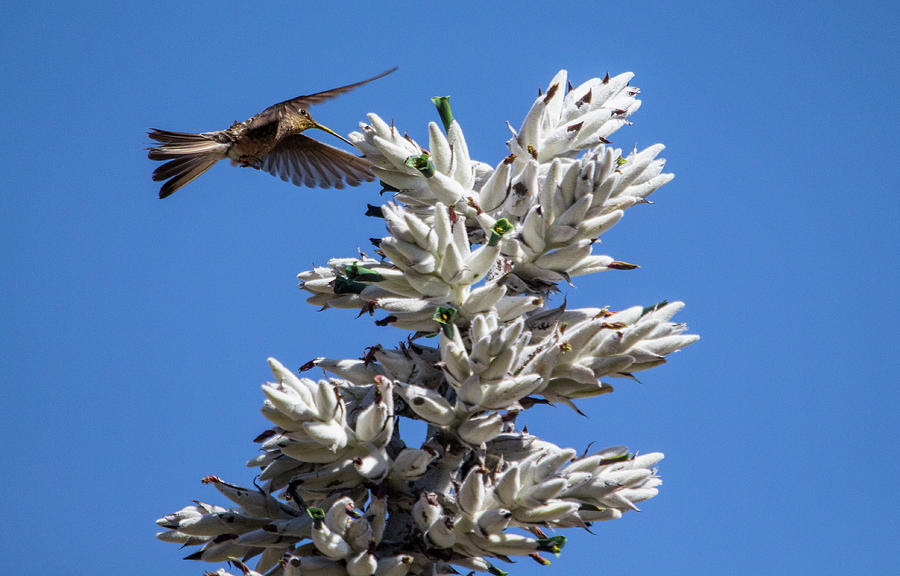 Giant Hummingbird, Patagona Gigas Peruviana Photograph by Venetia Featherstone-Witty