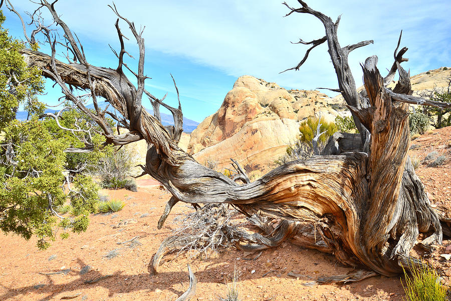 Giant Juniper Photograph by Ray Mathis