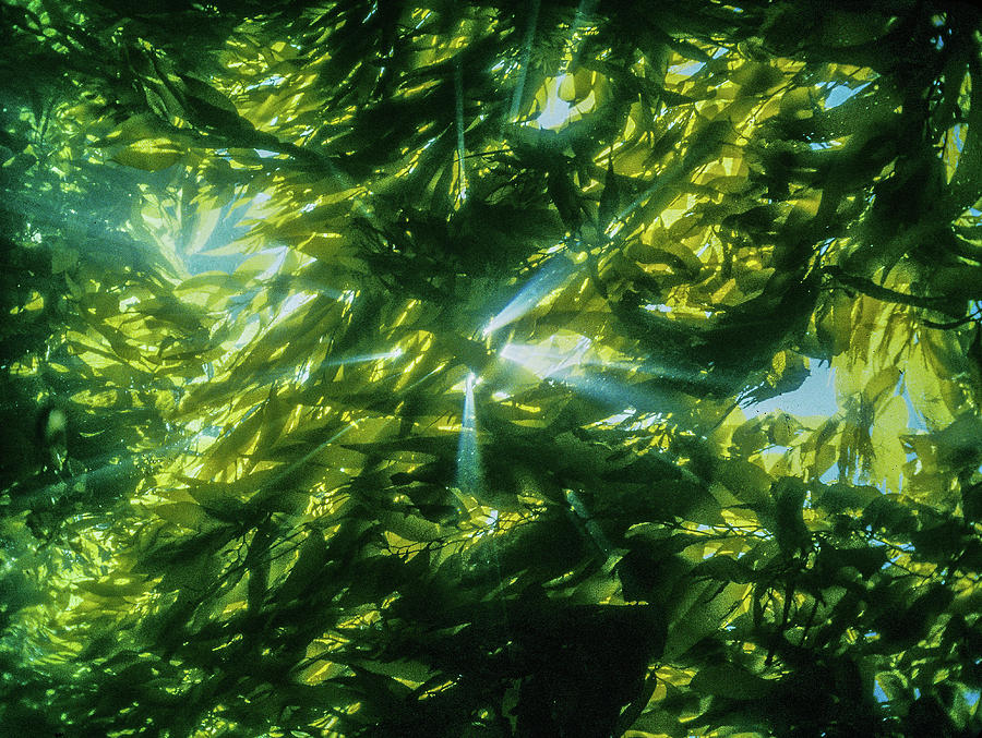 Giant Kelp Photograph - Giant kelp canopy by Robert Perry