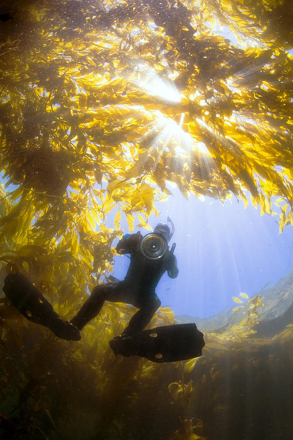 Giant Kelp Photograph - Giant Kelp Freediver by Bryan Toro Giant Kelp Photograph - Giant Kelp Freediver by Bryan Toro