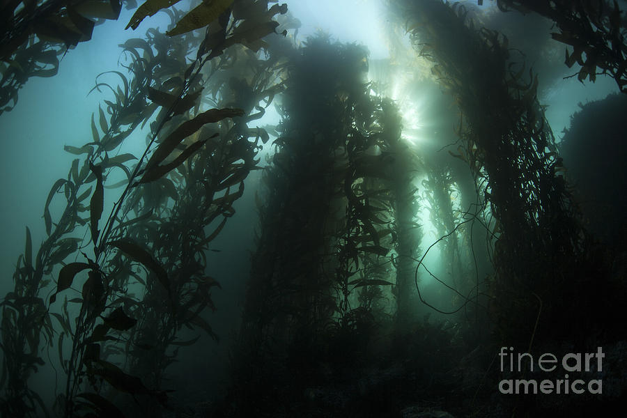 Giant Kelp Macrocystis Pyrifera Grows Photograph