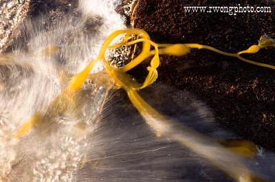 Giant Kelp Splashed By Incoming Tide Cabrillo National Monument California Photograph by Richard Wong Giant Kelp Splashed By Incoming Tide Cabrillo National Monument California Photograph by Richard Wong