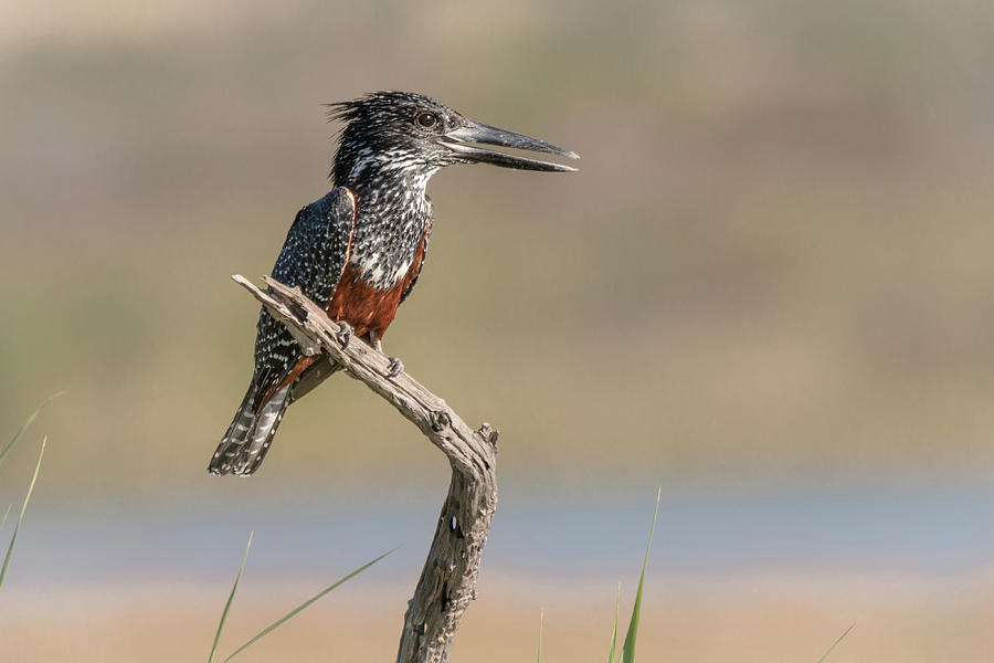 Giant Kingfisher Photograph by James Capo