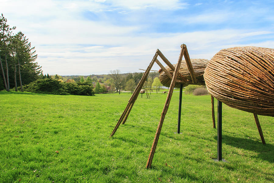 Giant Lawn Ants Photograph by Joni Eskridge